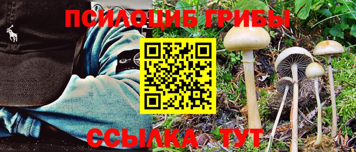 Псилоцибиновые грибы Psilocybine cubensis Бийск